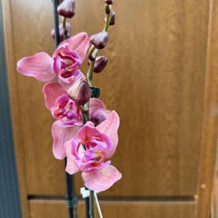 Phalaenopsis Limited 08