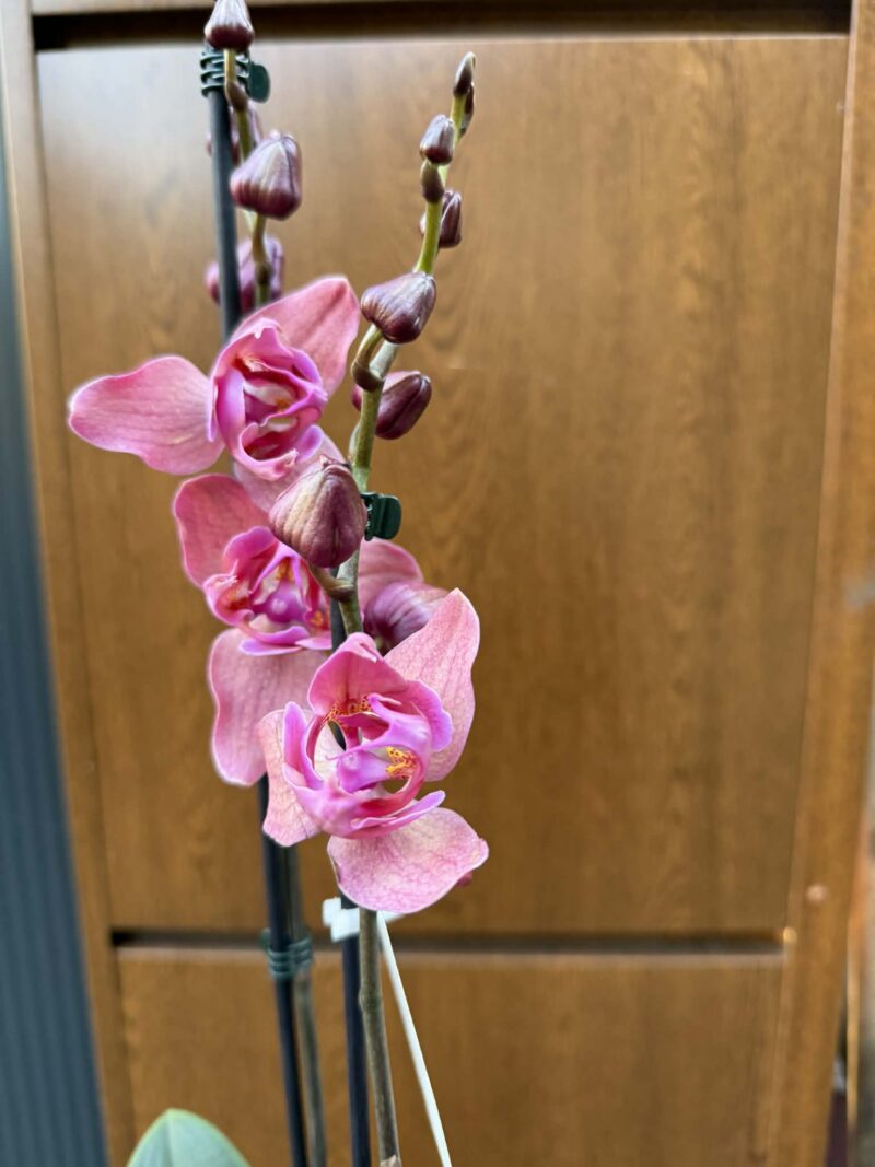 Phalaenopsis Limited 08