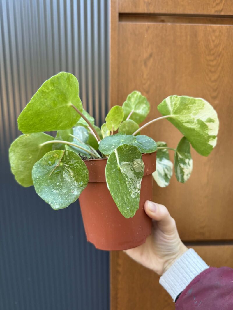 Pilea Peperomioides variegata ‘white sugar splash’ (pieniążek)