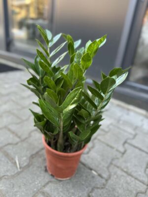Zamioculcas Zamiifolia