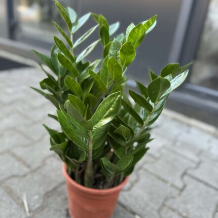 Zamioculcas Zamiifolia