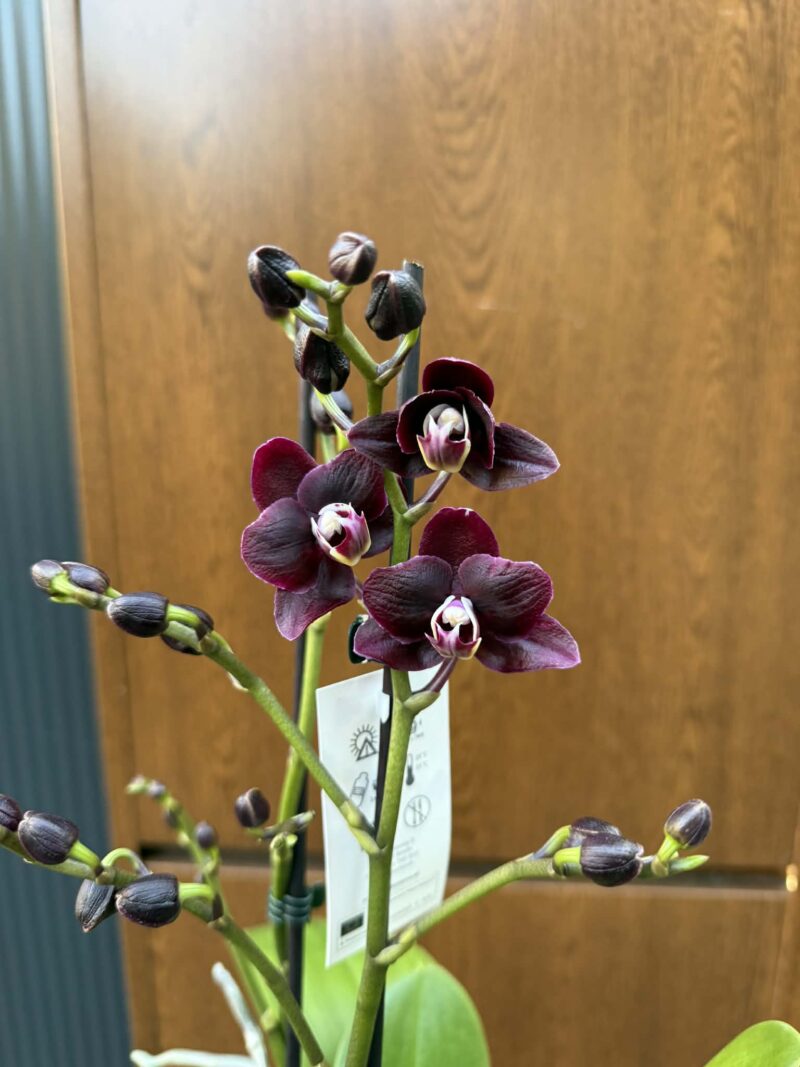 Phalaenopsis Miki Black Angel | Storczyk