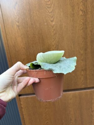 Platycerium superbum (Giant Staghorn)