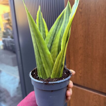 Sansevieria jamaiquina