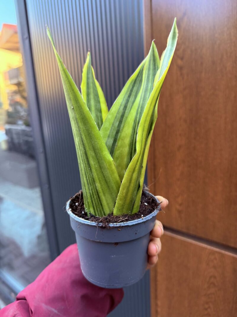 Sansevieria jamaiquina