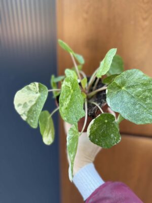 Pilea Peperomioides variegata ‘white sugar splash’ (pieniążek)