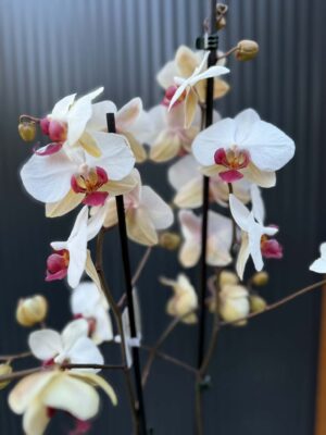 Phalaenopsis Limited 23