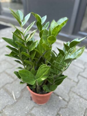 Zamioculcas Zamiifolia