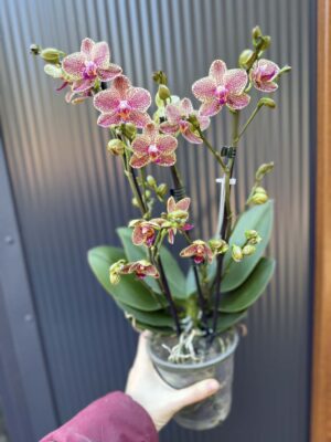 Phalaenopsis Anthura Grosseto | Storczyk