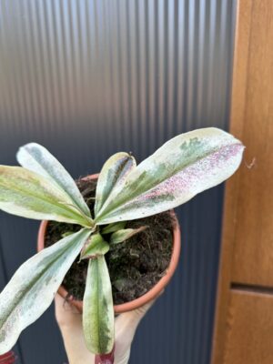 Nepenthes Nepenthes Viking x Ampullaria Variegata