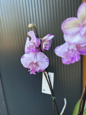 Phalaenopsis SOGO On the Mauve – Big Lip | Storczyk