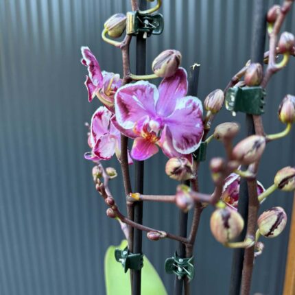 Phalaenopsis Younghome Kaleido | Storczyk