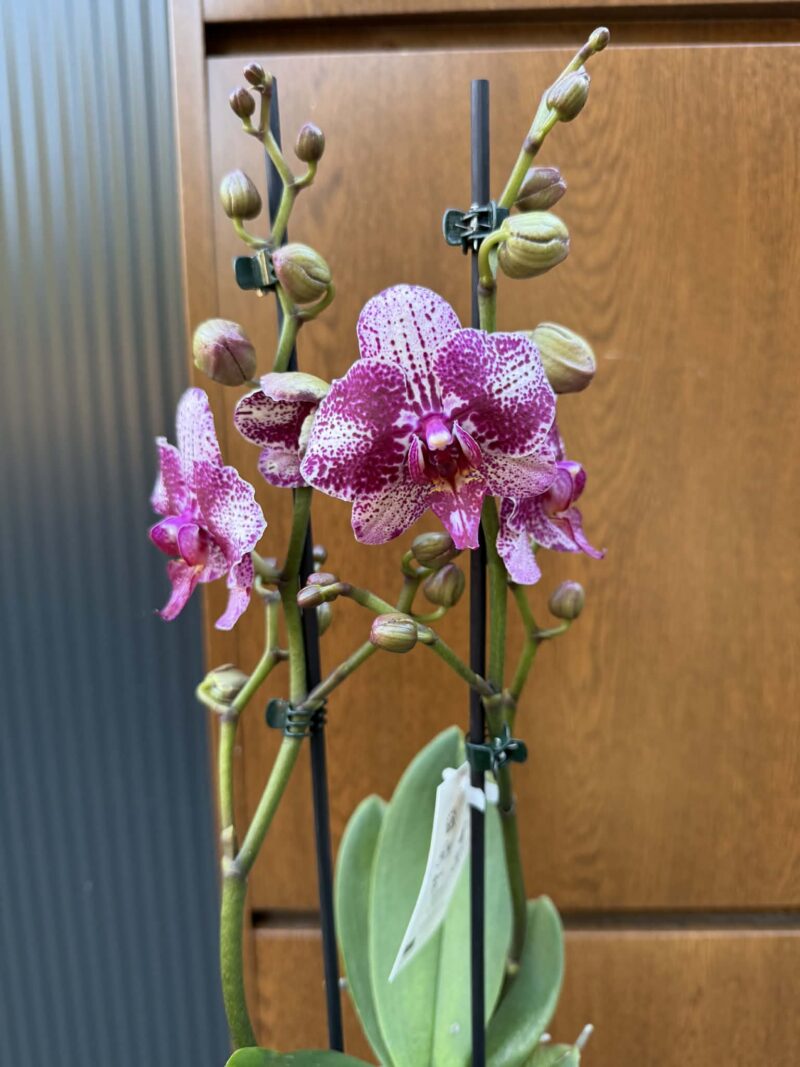 Phalaenopsis | Storczyk
