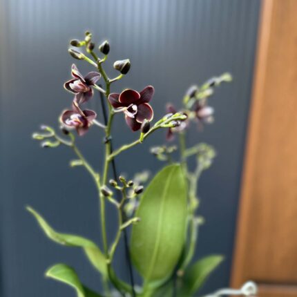 Phalaenopsis Taisuco Kobold | Storczyk