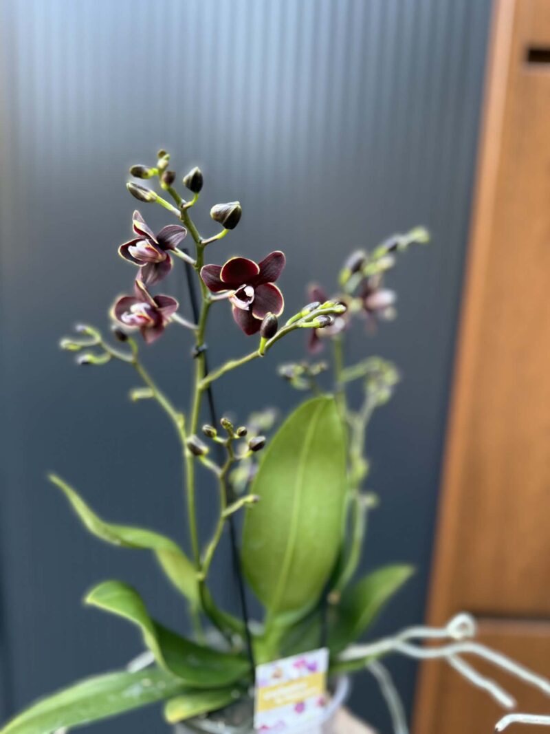 Phalaenopsis Taisuco Kobold | Storczyk