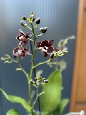 Phalaenopsis Taisuco Kobold | Storczyk