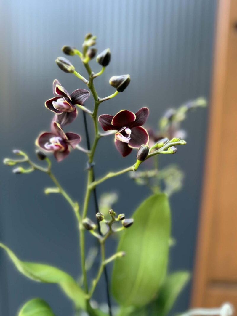 Phalaenopsis Taisuco Kobold | Storczyk