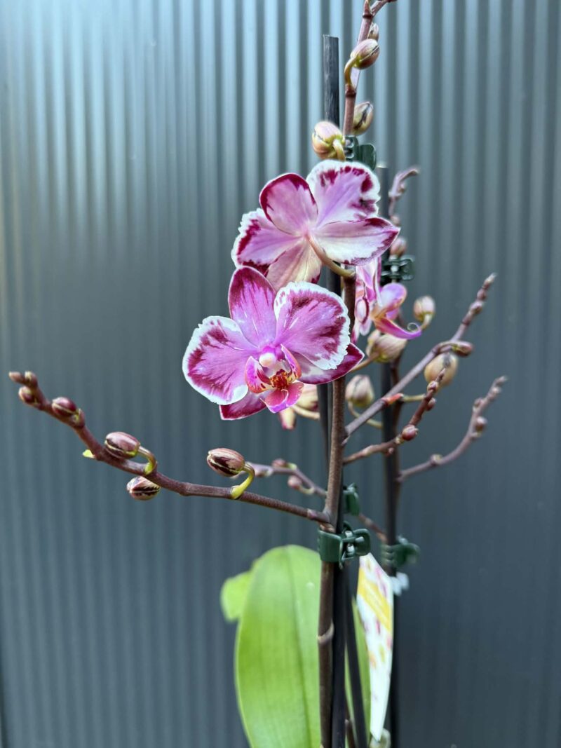Phalaenopsis Younghome Kaleido | Storczyk
