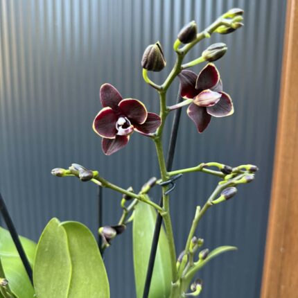 Phalaenopsis Taisuco Kobold | Storczyk