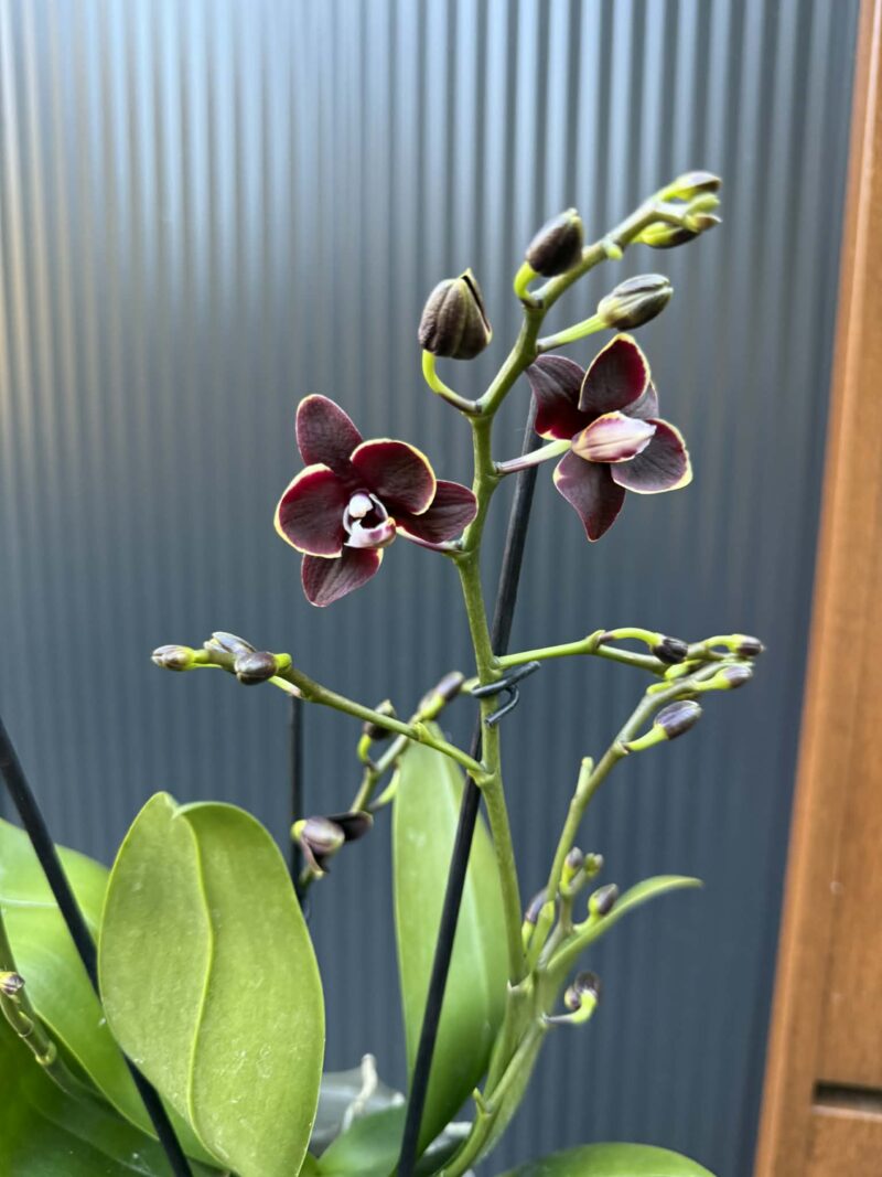 Phalaenopsis Taisuco Kobold | Storczyk