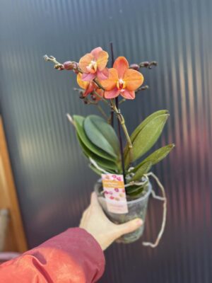Phalaenopsis Macau | Storczyk