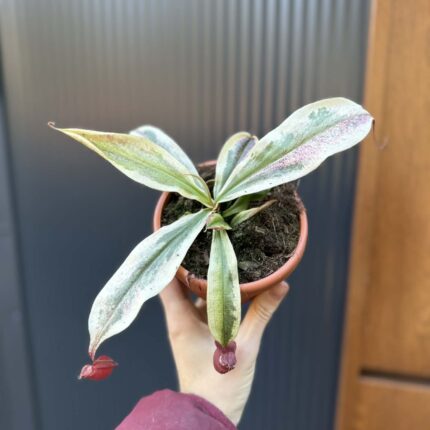 Nepenthes Nepenthes Viking x Ampullaria Variegata