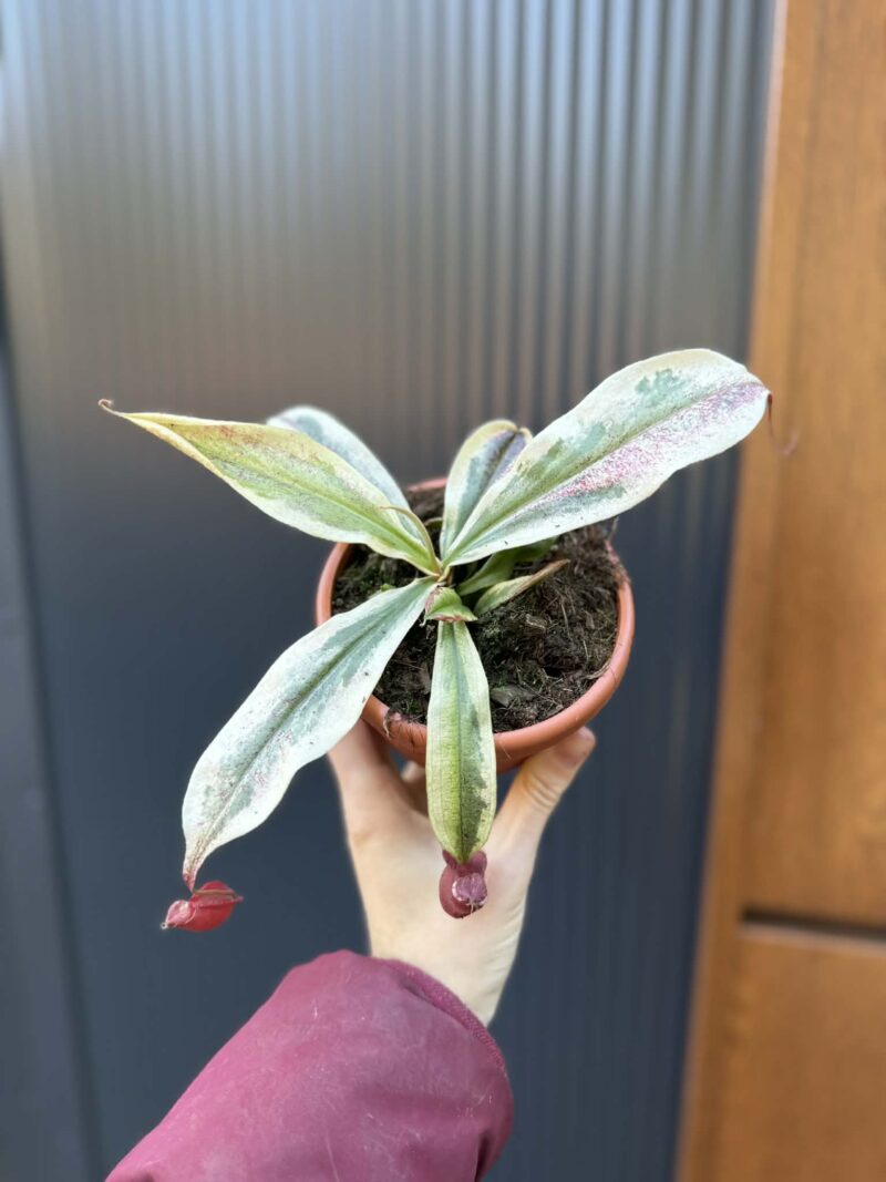 Nepenthes Nepenthes Viking x Ampullaria Variegata