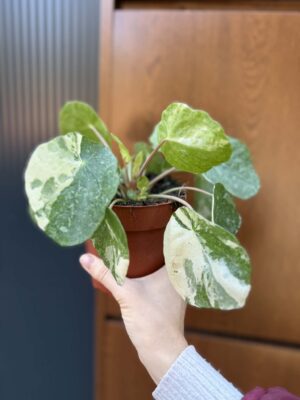 Pilea Peperomioides variegata ‘white sugar splash’ (pieniążek)