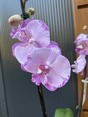 Phalaenopsis SOGO On the Mauve – Big Lip | Storczyk