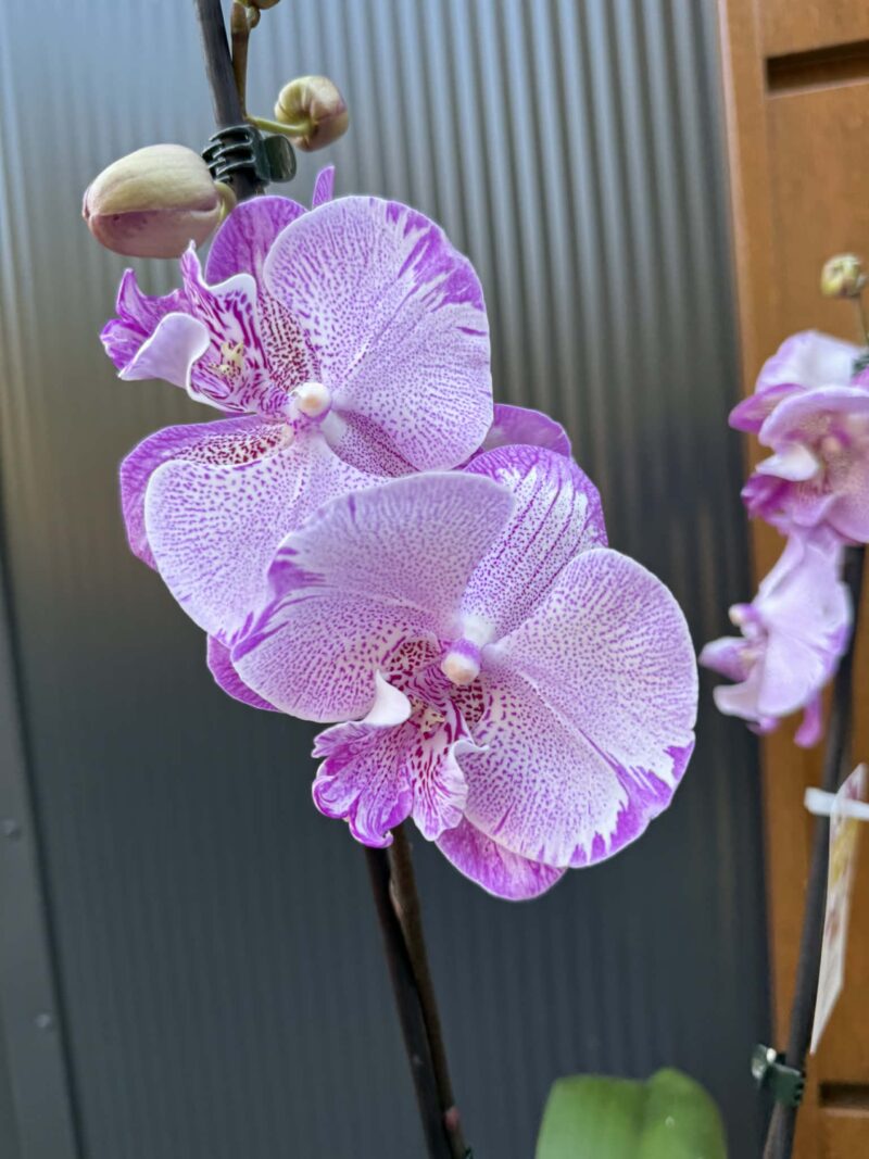 Phalaenopsis SOGO On the Mauve – Big Lip | Storczyk