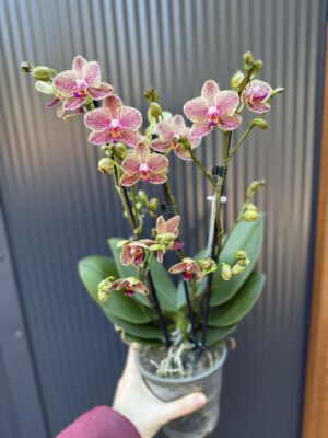 Phalaenopsis Anthura Grosseto | Storczyk