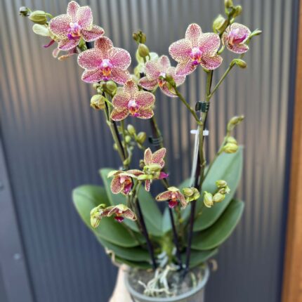 Phalaenopsis ‘Pikachu’ | Storczyk