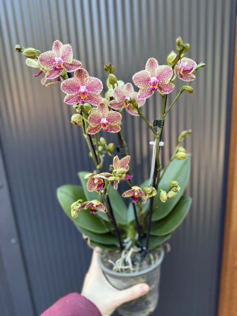 Phalaenopsis Anthura Grosseto | Storczyk