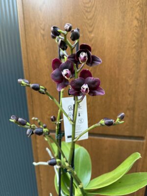 Phalaenopsis Miki Black Angel | Storczyk