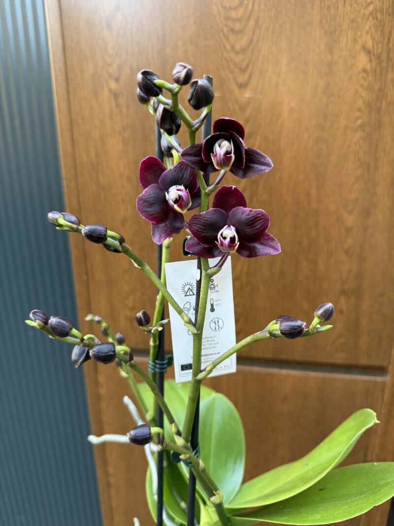 Phalaenopsis Miki Black Angel | Storczyk