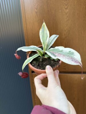 Nepenthes Nepenthes Viking x Ampullaria Variegata