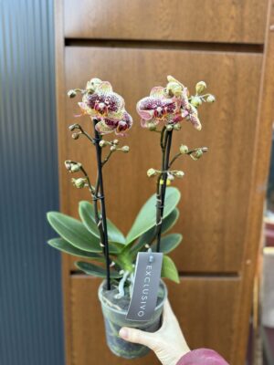 Phalaenopsis Multiflora ‘Exclusivo Tama’ | Storczyk