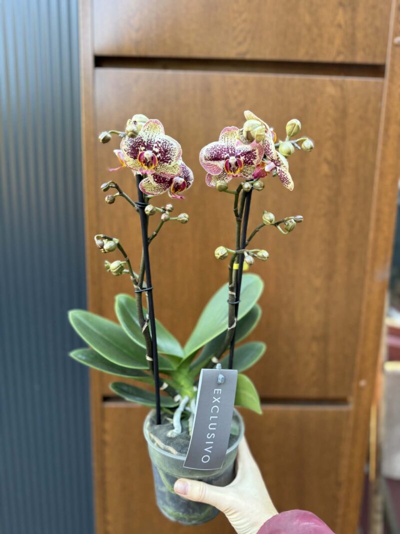 Phalaenopsis Multiflora ‘Exclusivo Tama’ | Storczyk