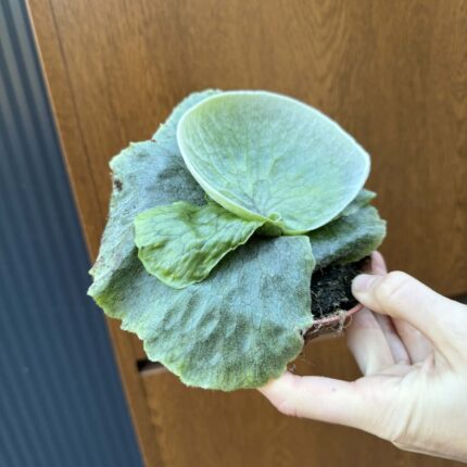 Platycerium superbum (Giant Staghorn)