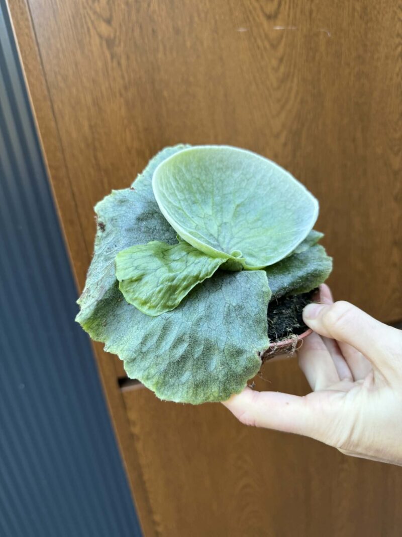 Platycerium superbum (Giant Staghorn)