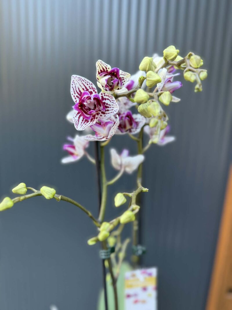 Phalaenopsis Younghome Summer Peloric | Storczyk