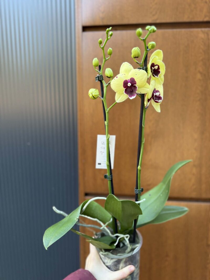 Palaenopsis Talking Drum | Storczyk