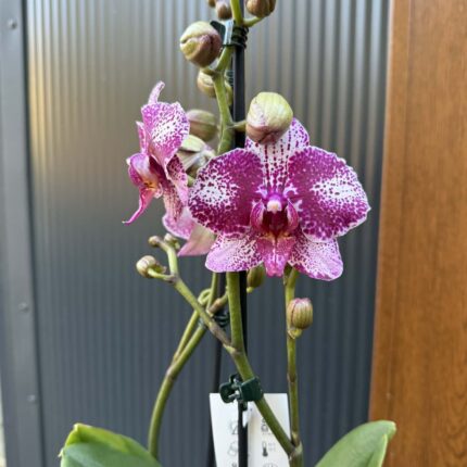 Phalaenopsis | Storczyk