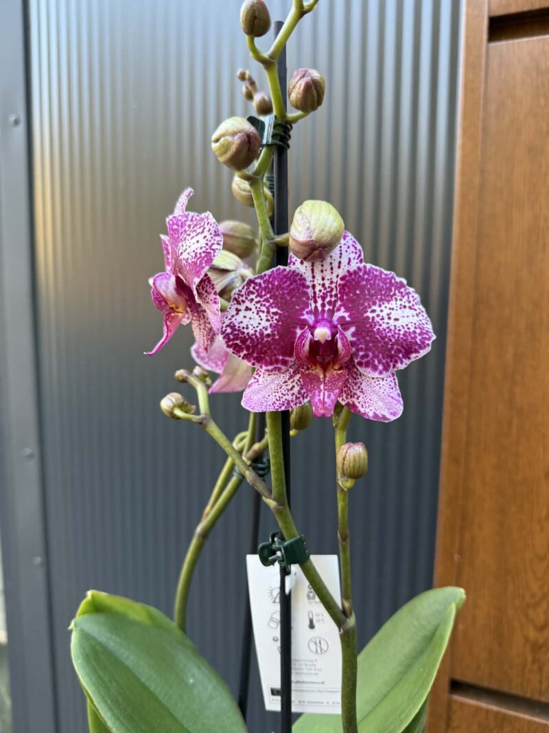 Phalaenopsis | Storczyk