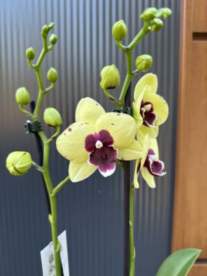 Palaenopsis Talking Drum | Storczyk