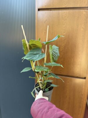 Philodendron Majestic