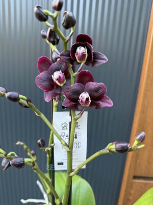 Phalaenopsis Miki Black Angel | Storczyk