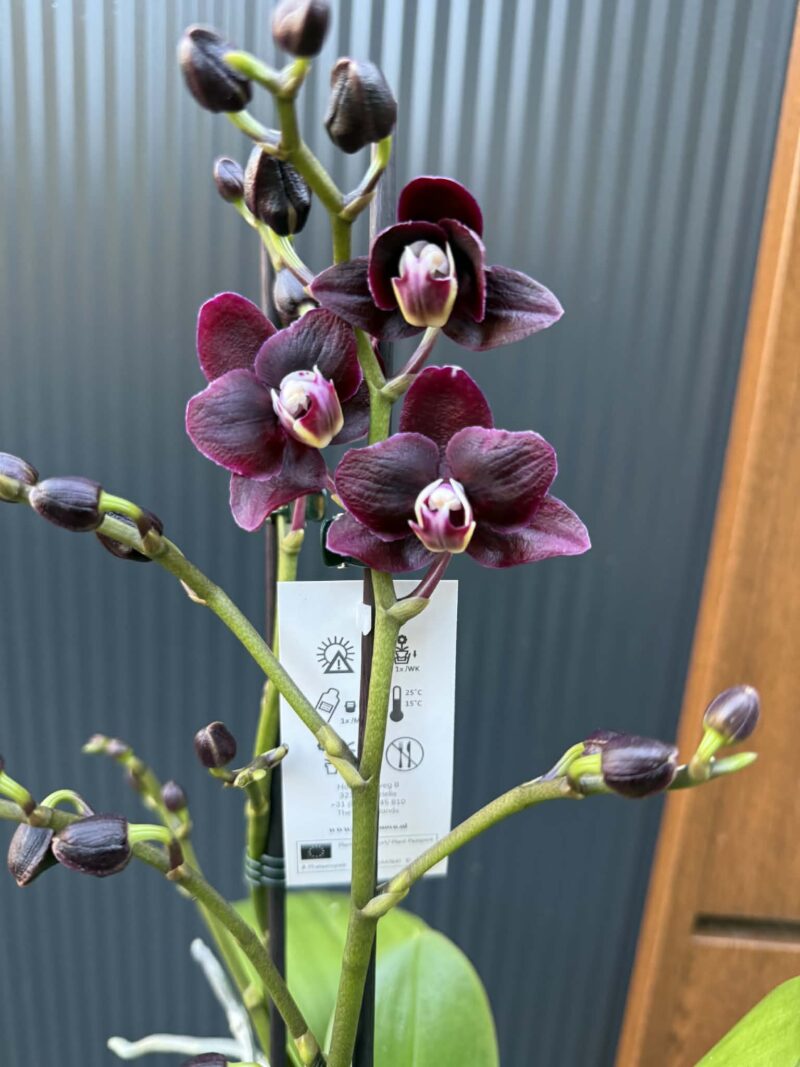 Phalaenopsis Miki Black Angel | Storczyk Phalaenopsis Miki Black Angel | Storczyk