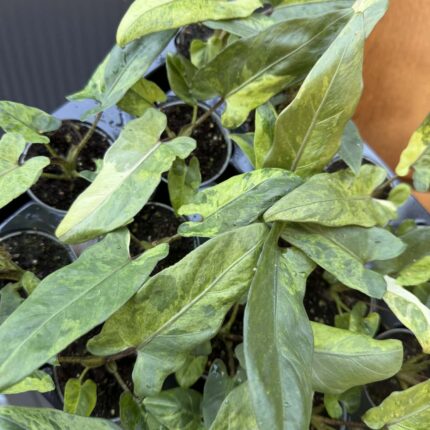 Alocasia Lauterbachiana Variegata