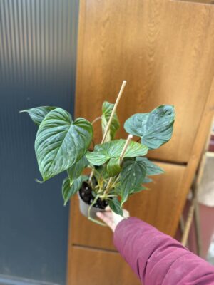 Philodendron Majestic